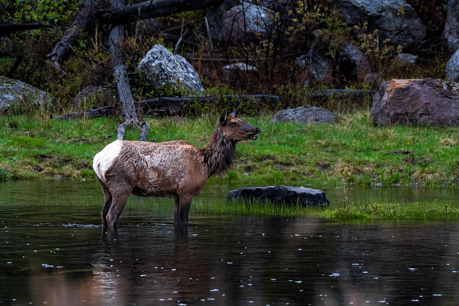 Yellowstone NP