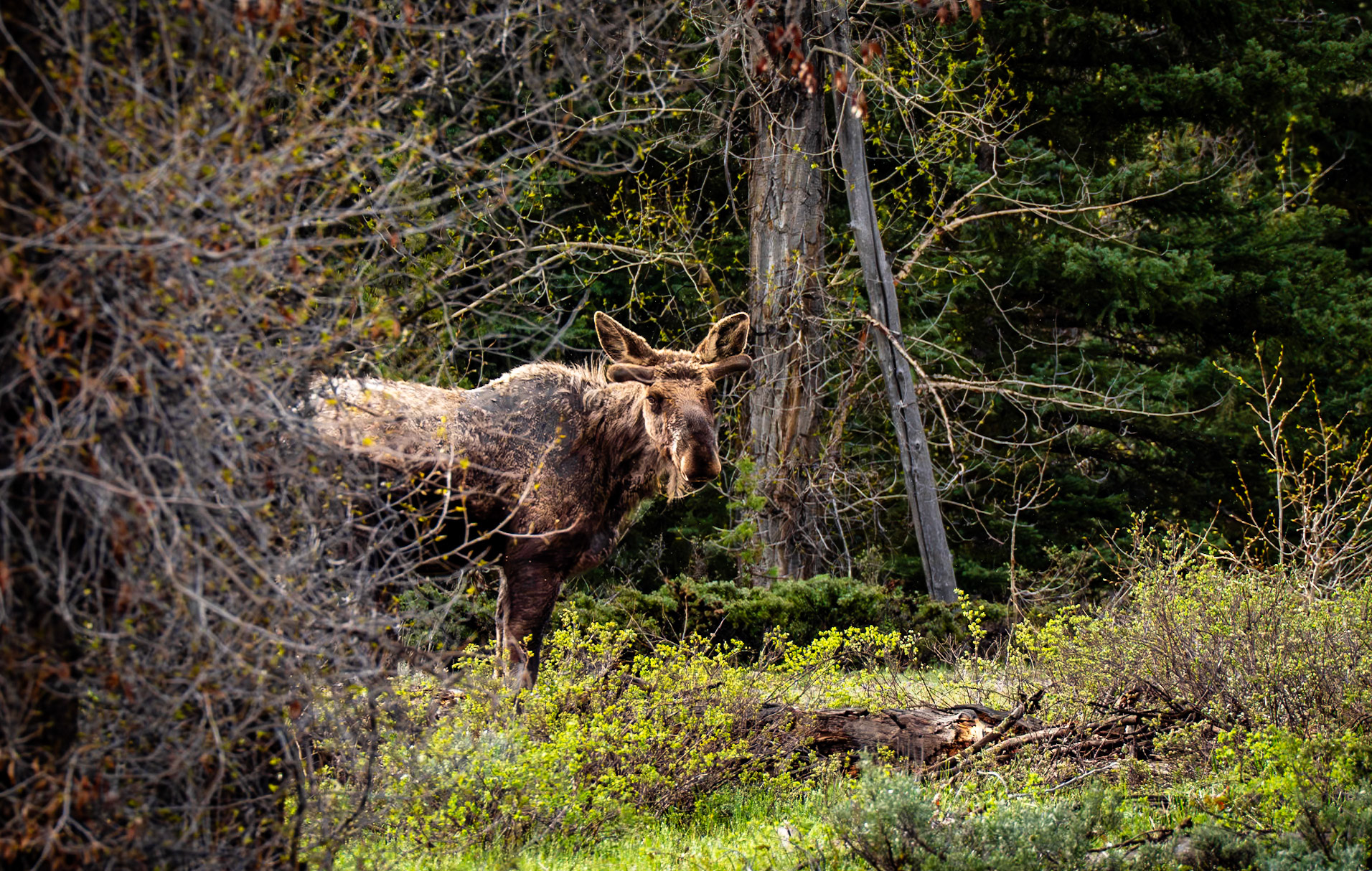 Moose, Grand Teton NP