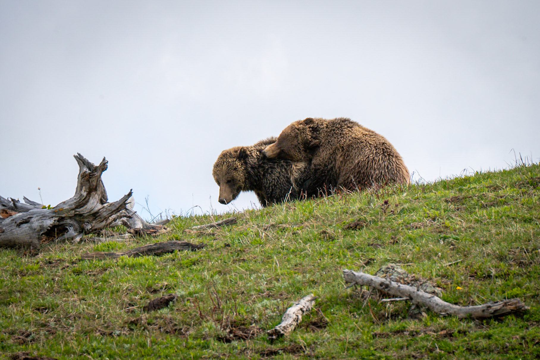 Yellowstone NP