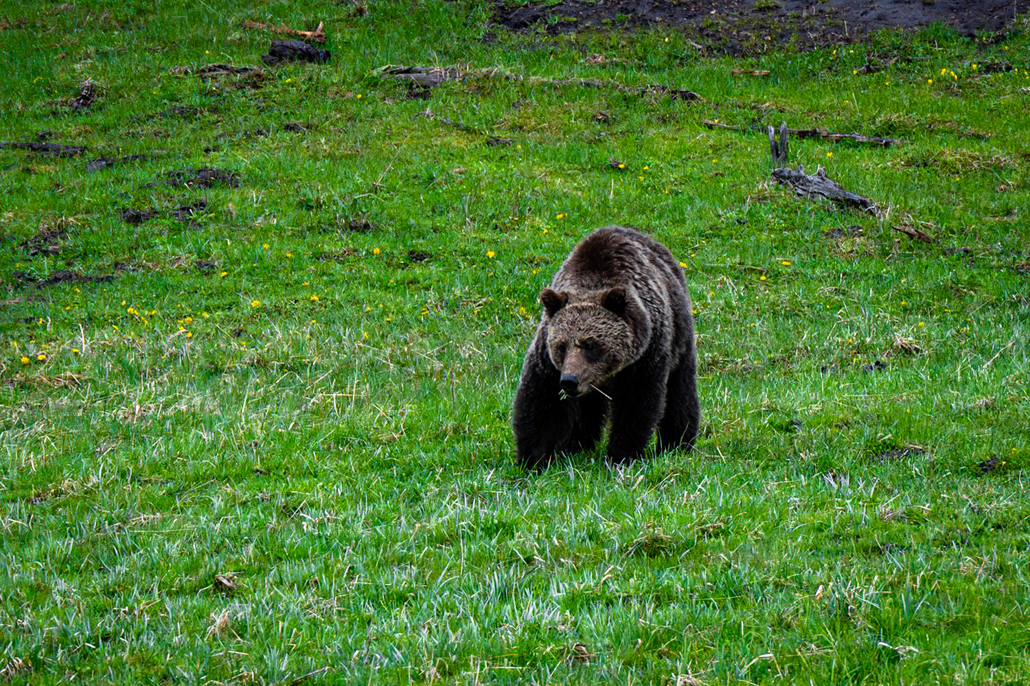 Yellowstone NP
