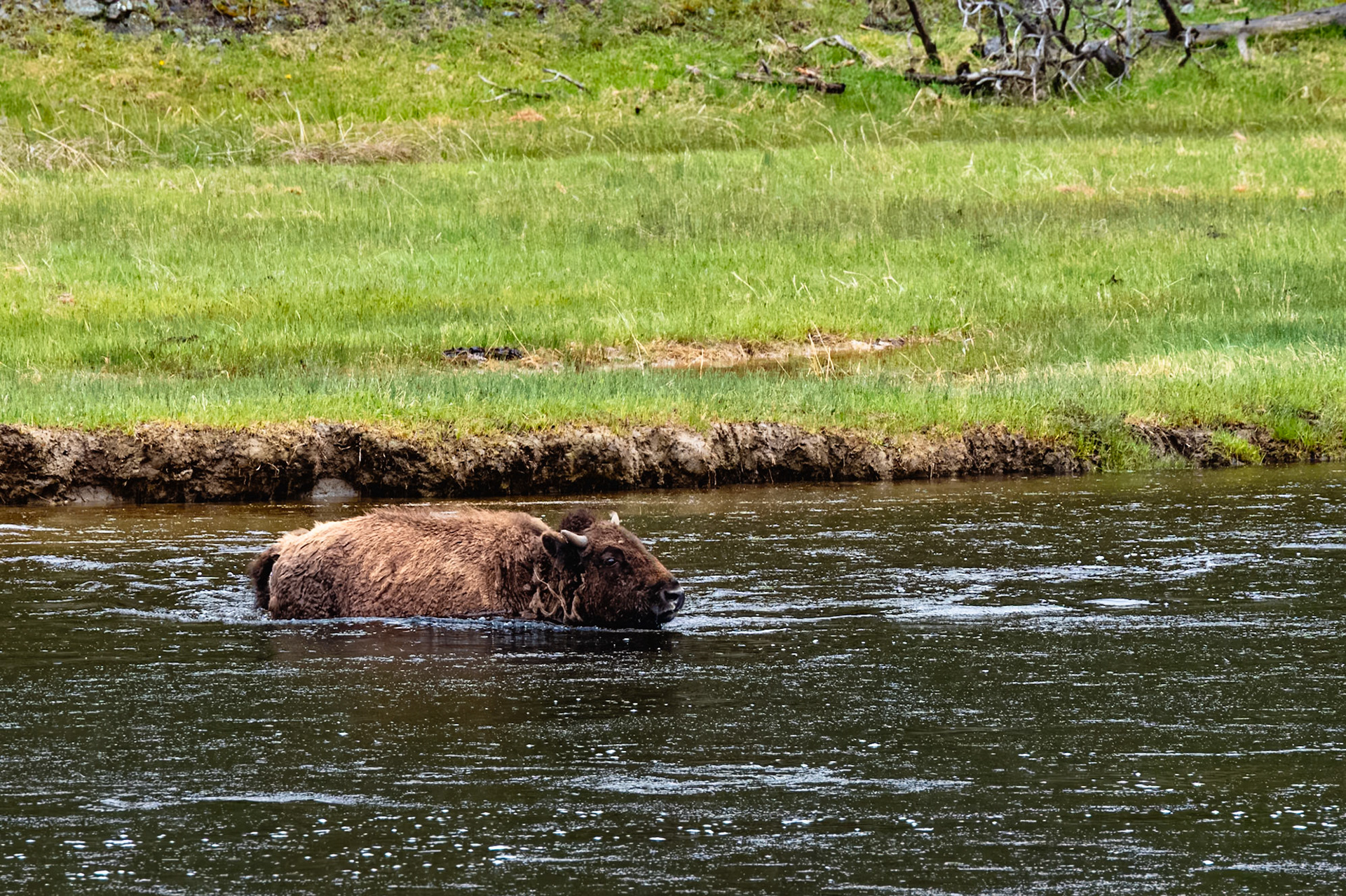 Yellowstone NP
