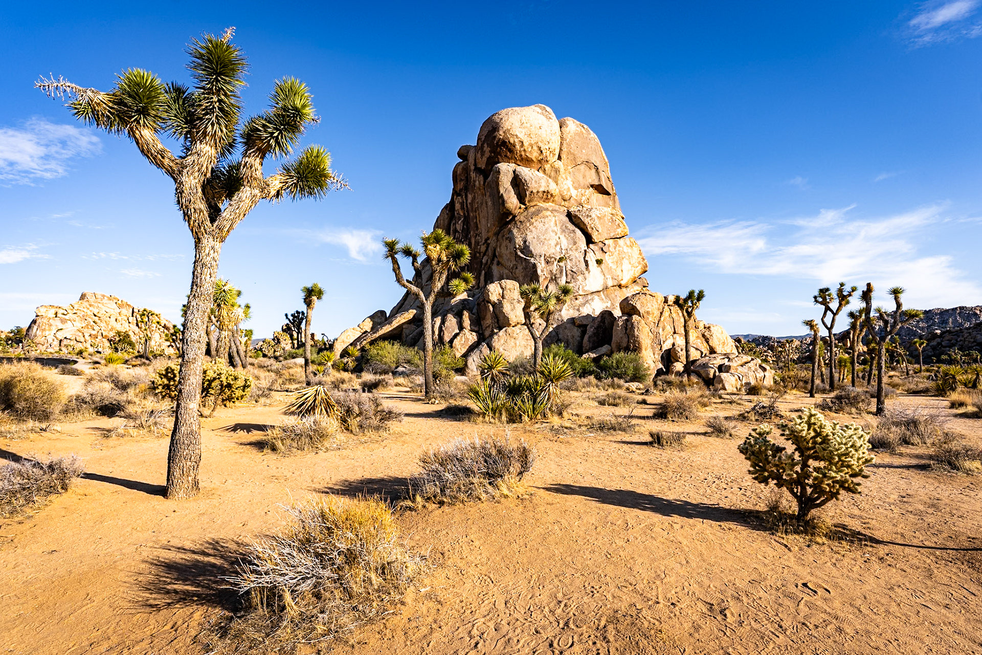 Joshua Tree NP