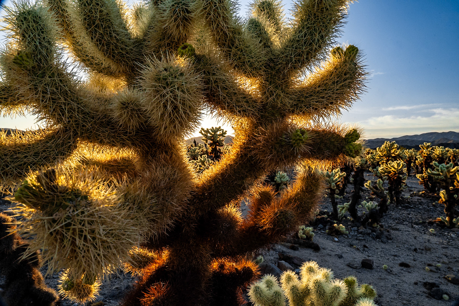 Joshua Tree NP