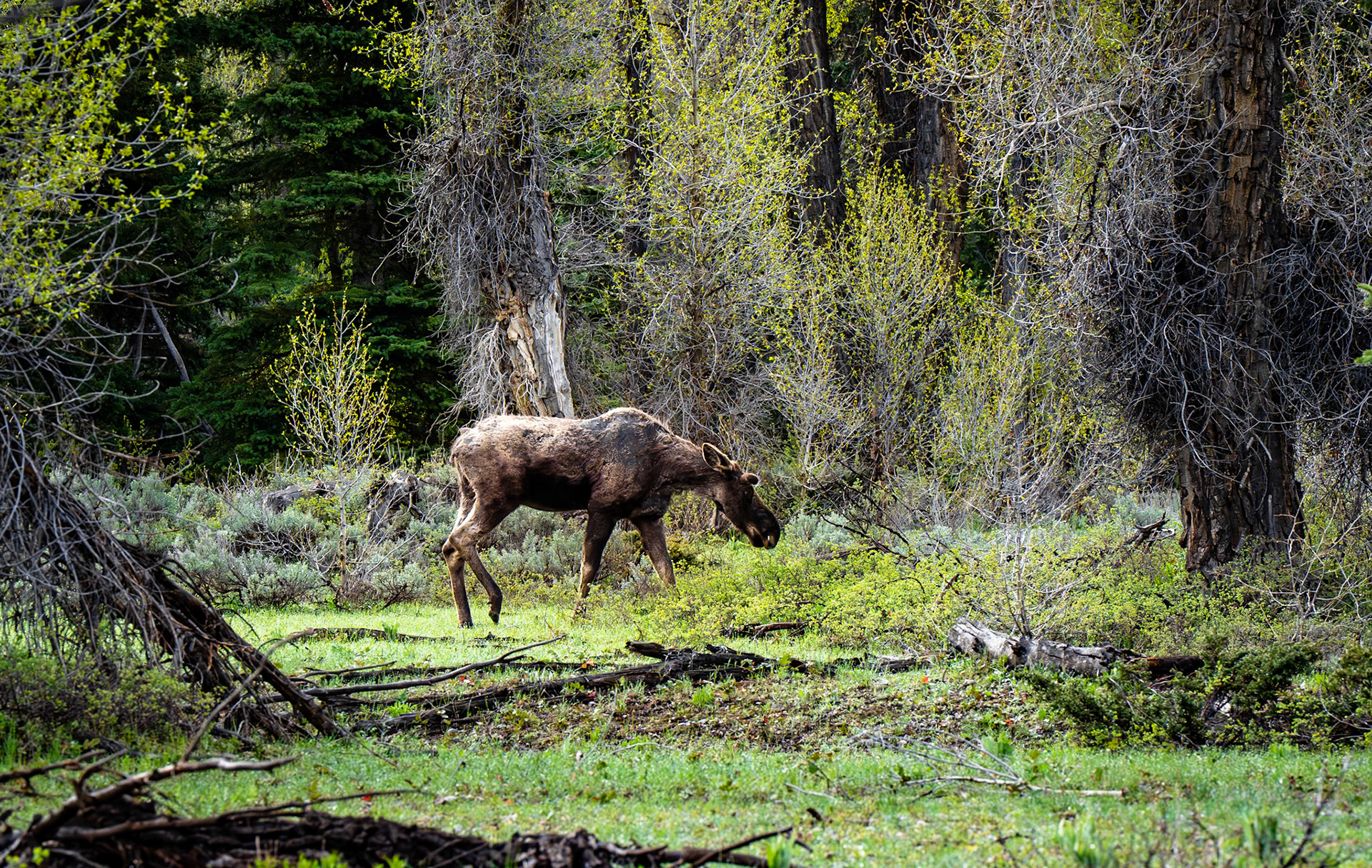 Moose, Grand Teton NP