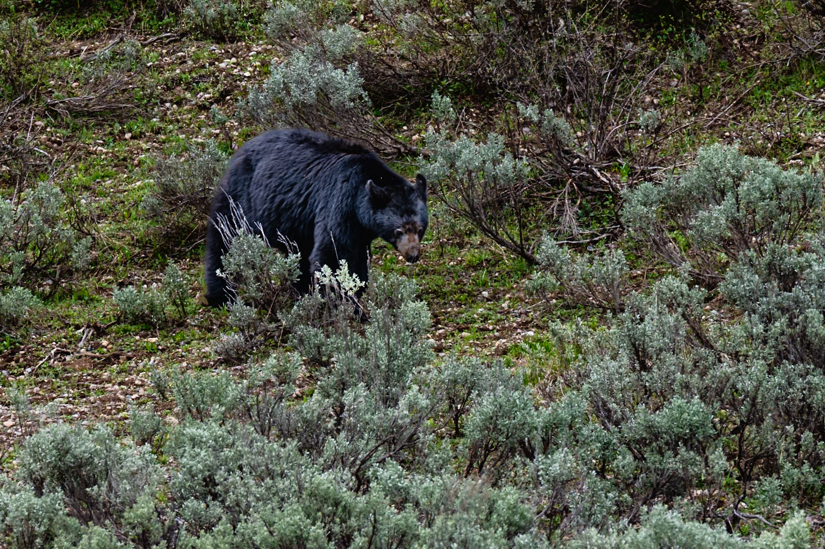 Grand Teton NP