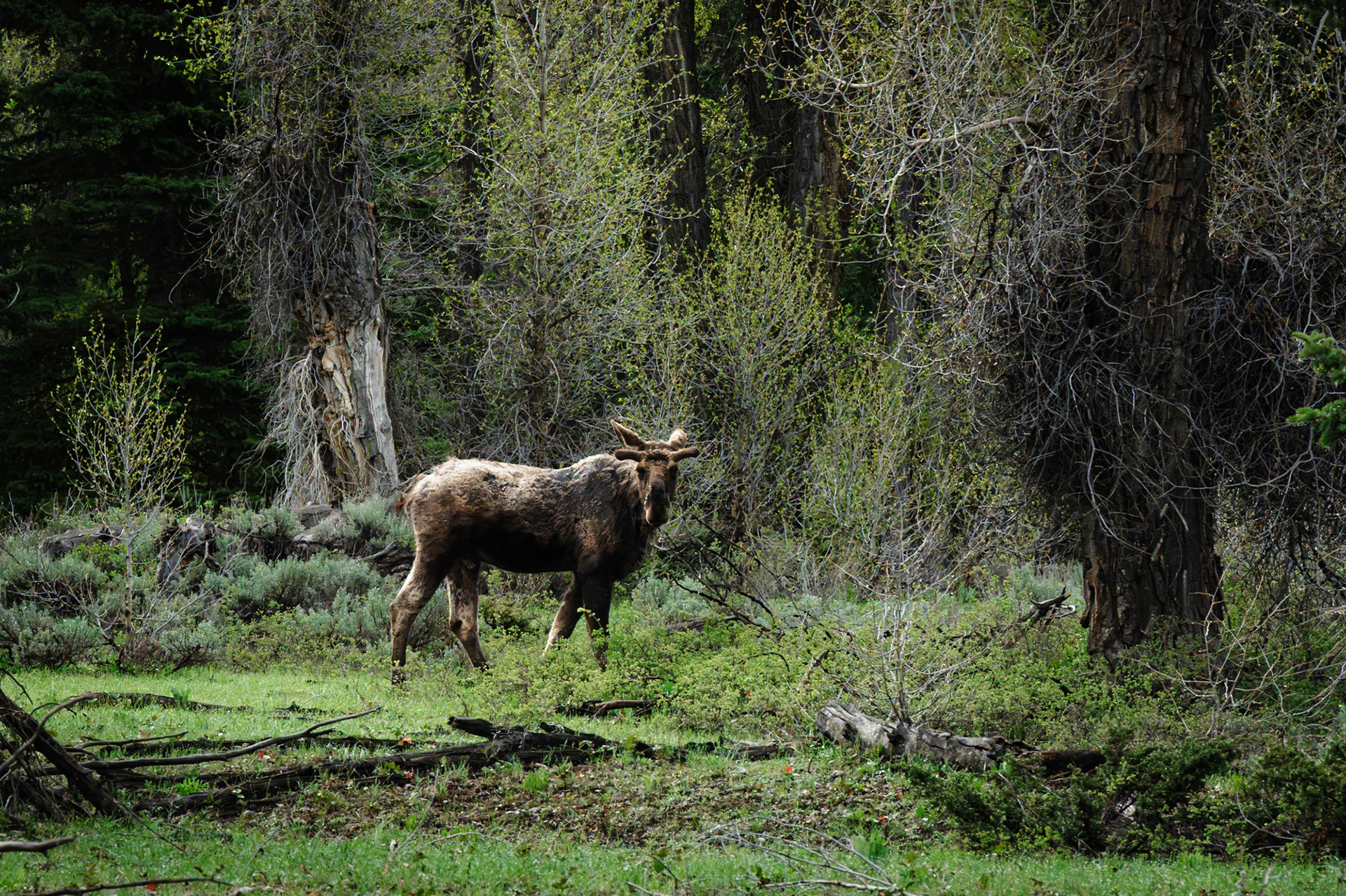 Moose, Grand Teton NP