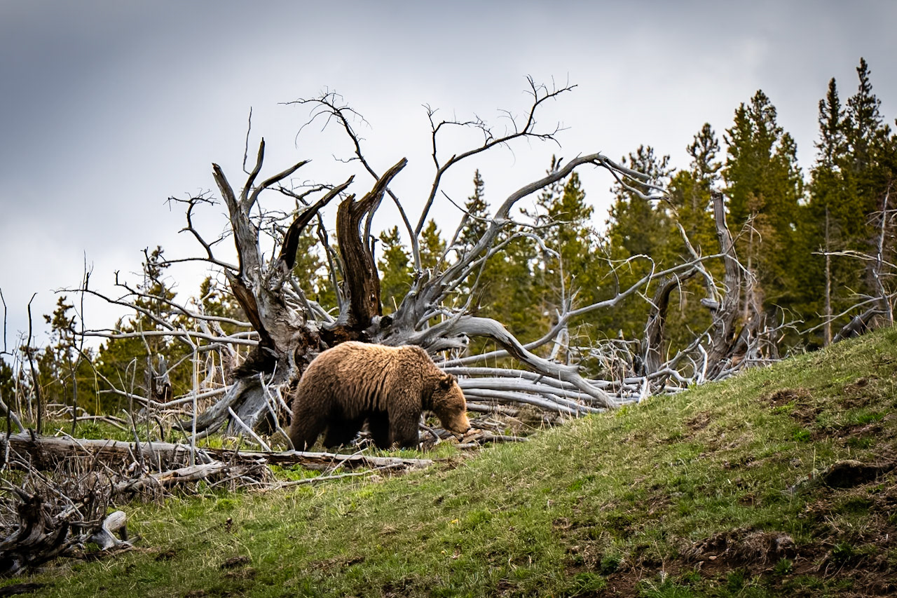 Yellowstone NP