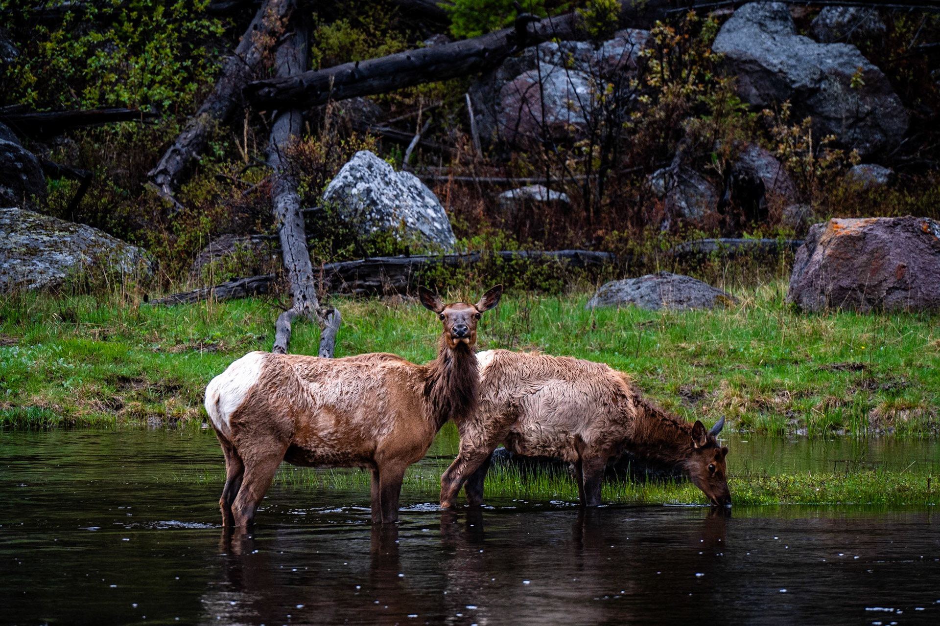 Yellowstone NP