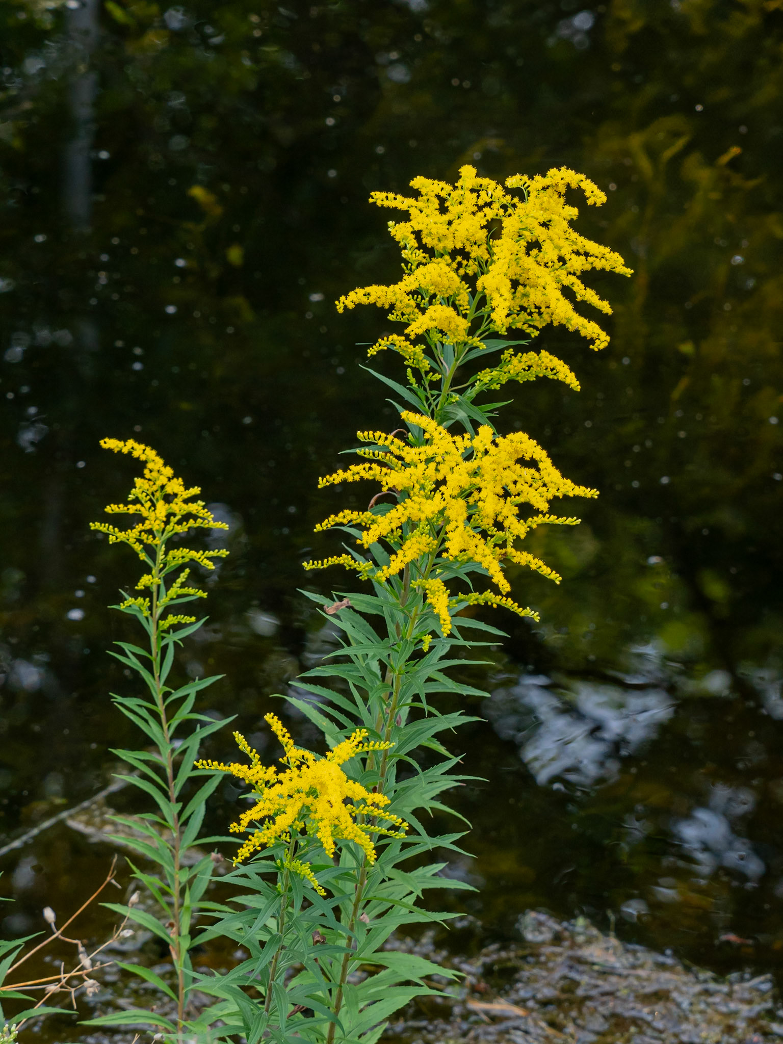 golden rod