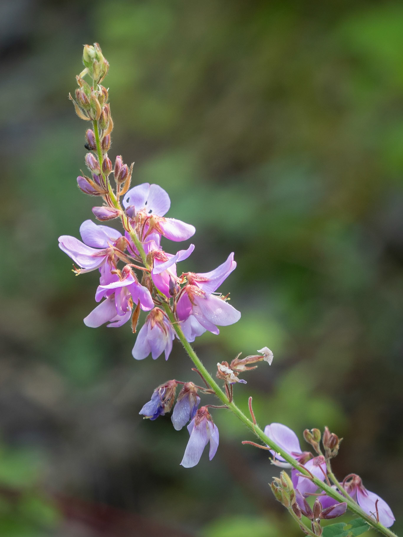 showy tick-trefoil
