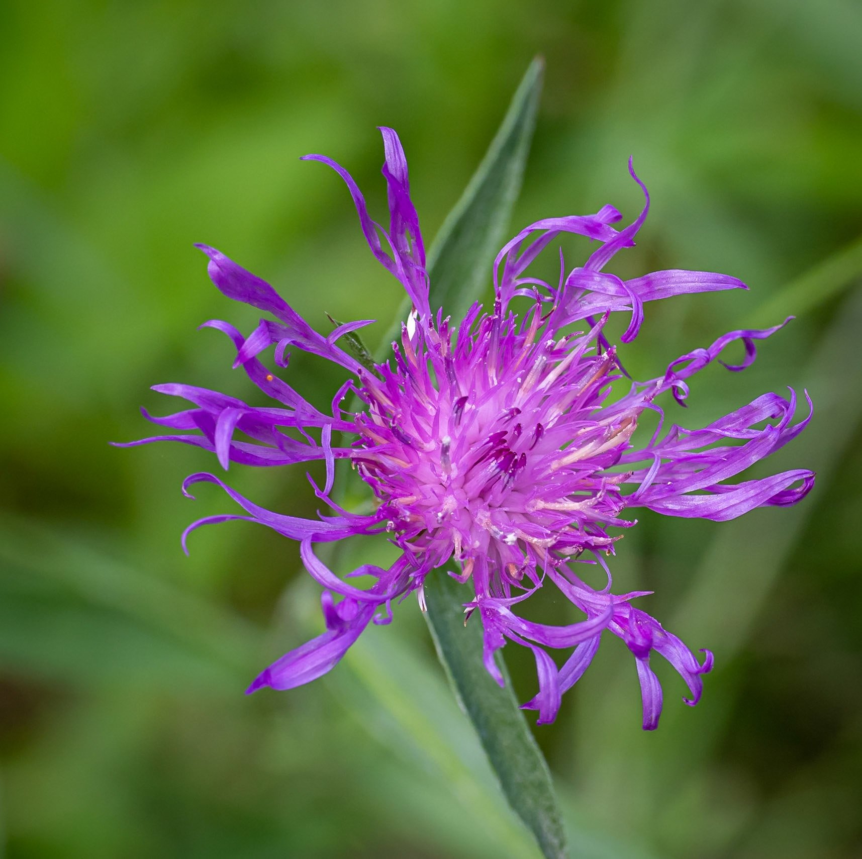 knapweed