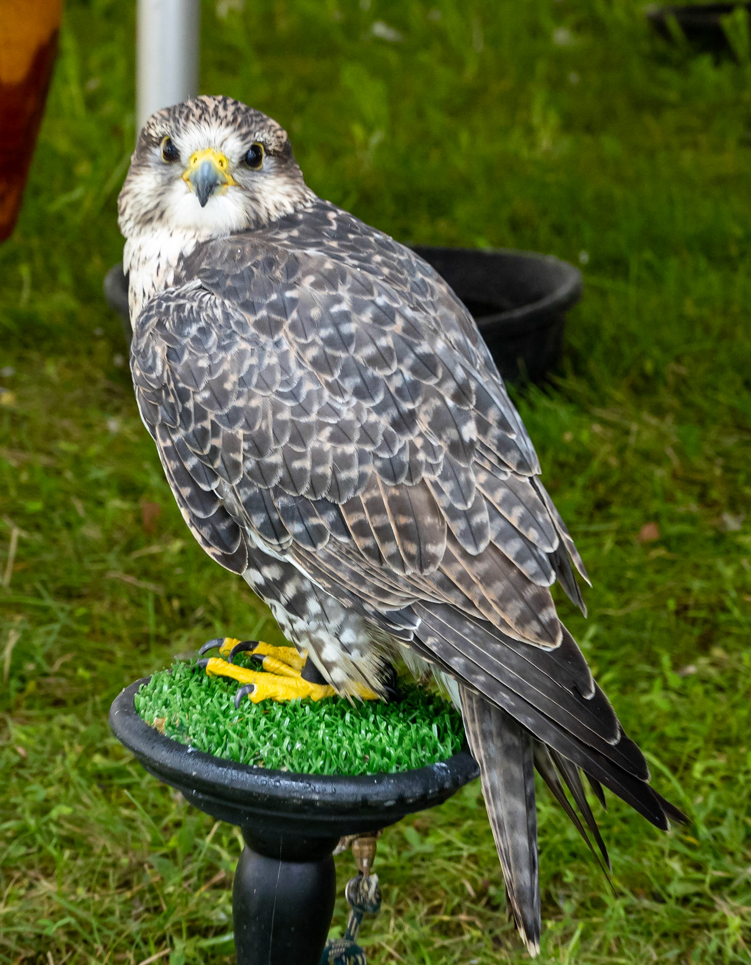 Saker falcon