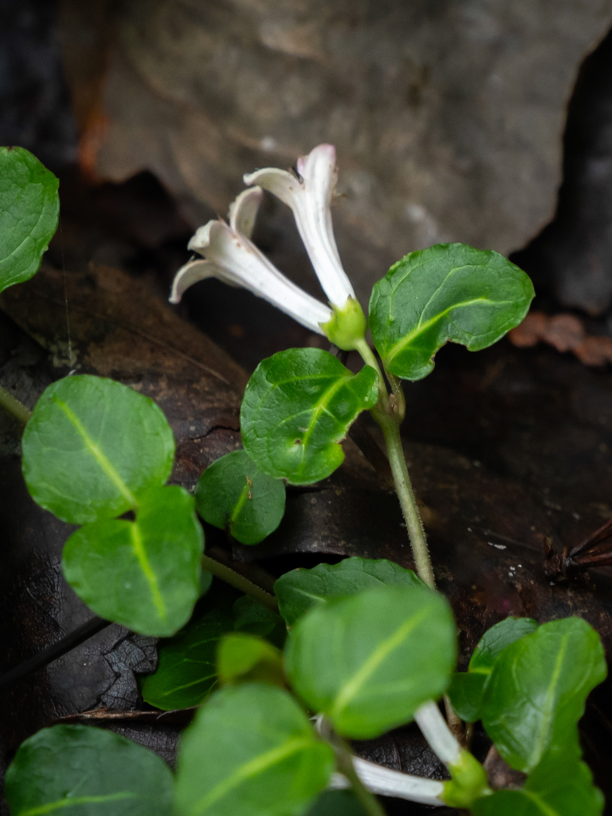 partridgeberry