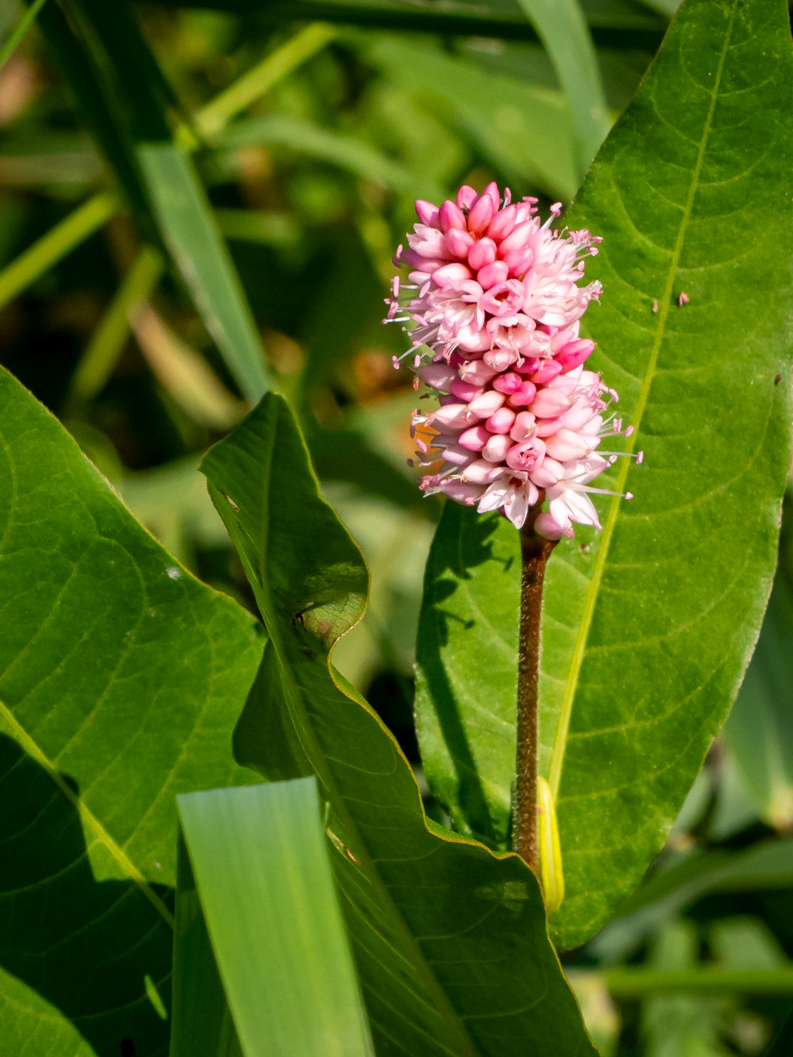 Water smartweed