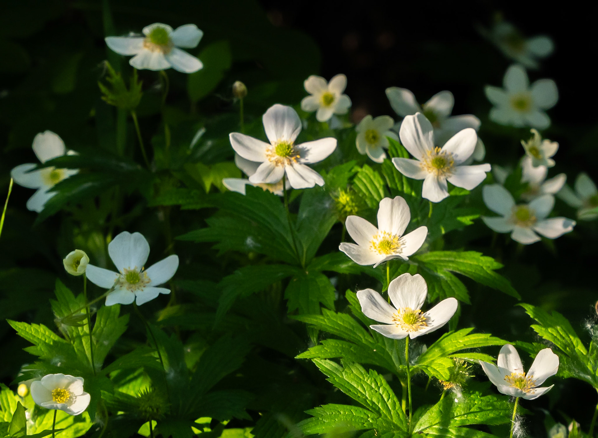 anemone