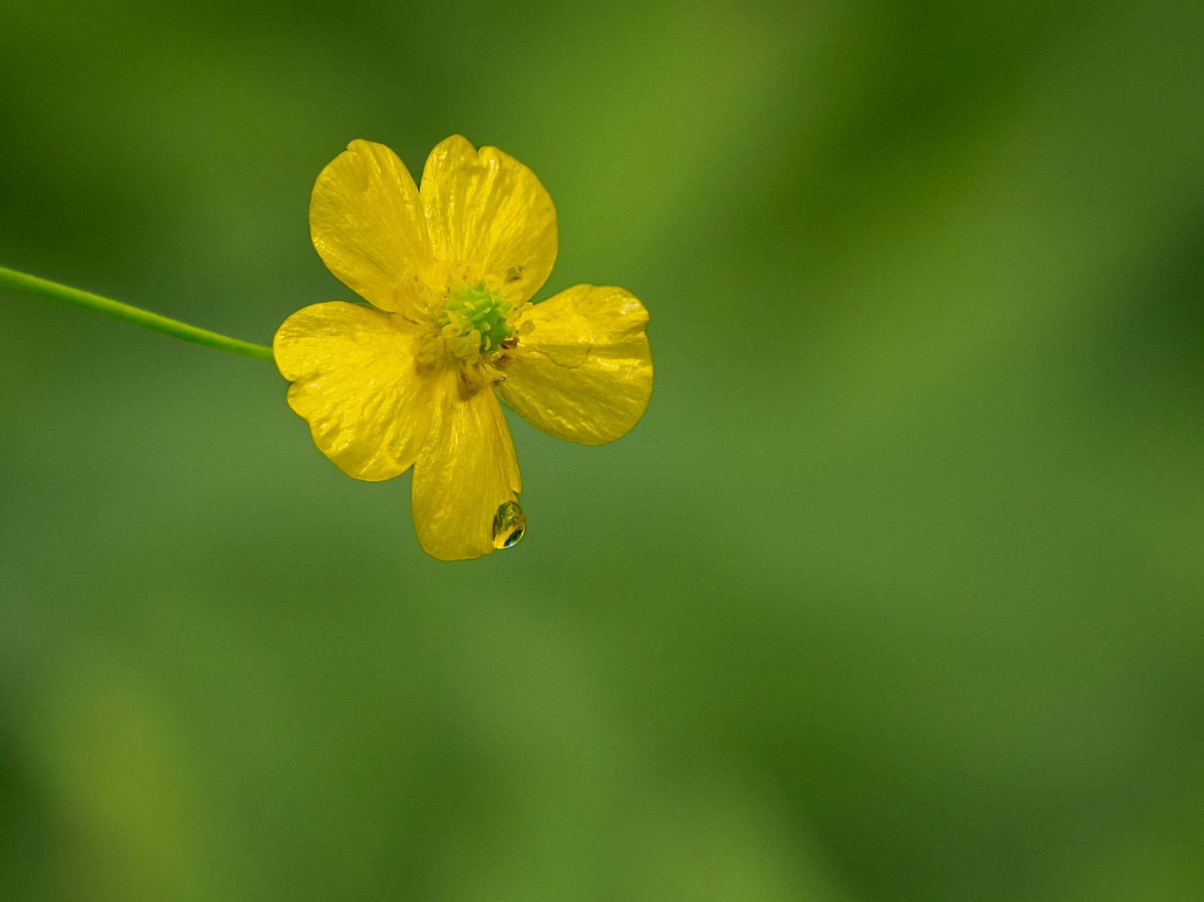buttercup