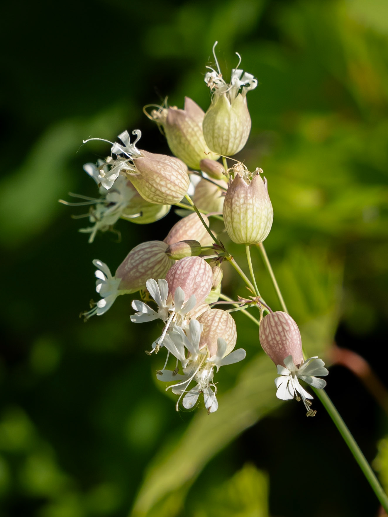 Bladder campion