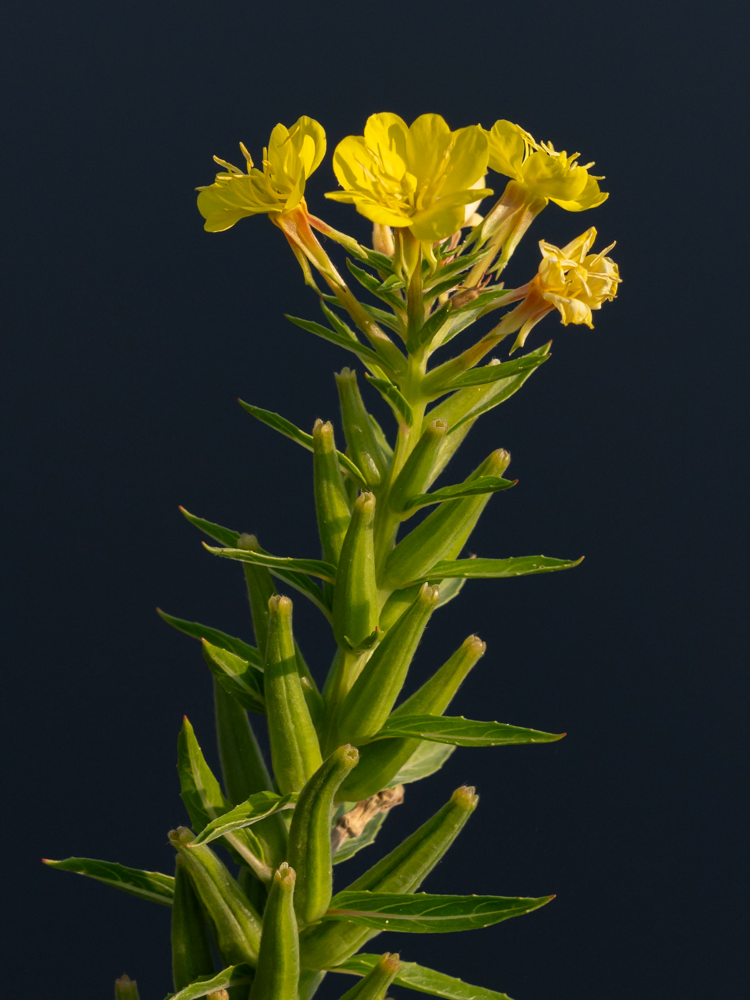 evening primrose