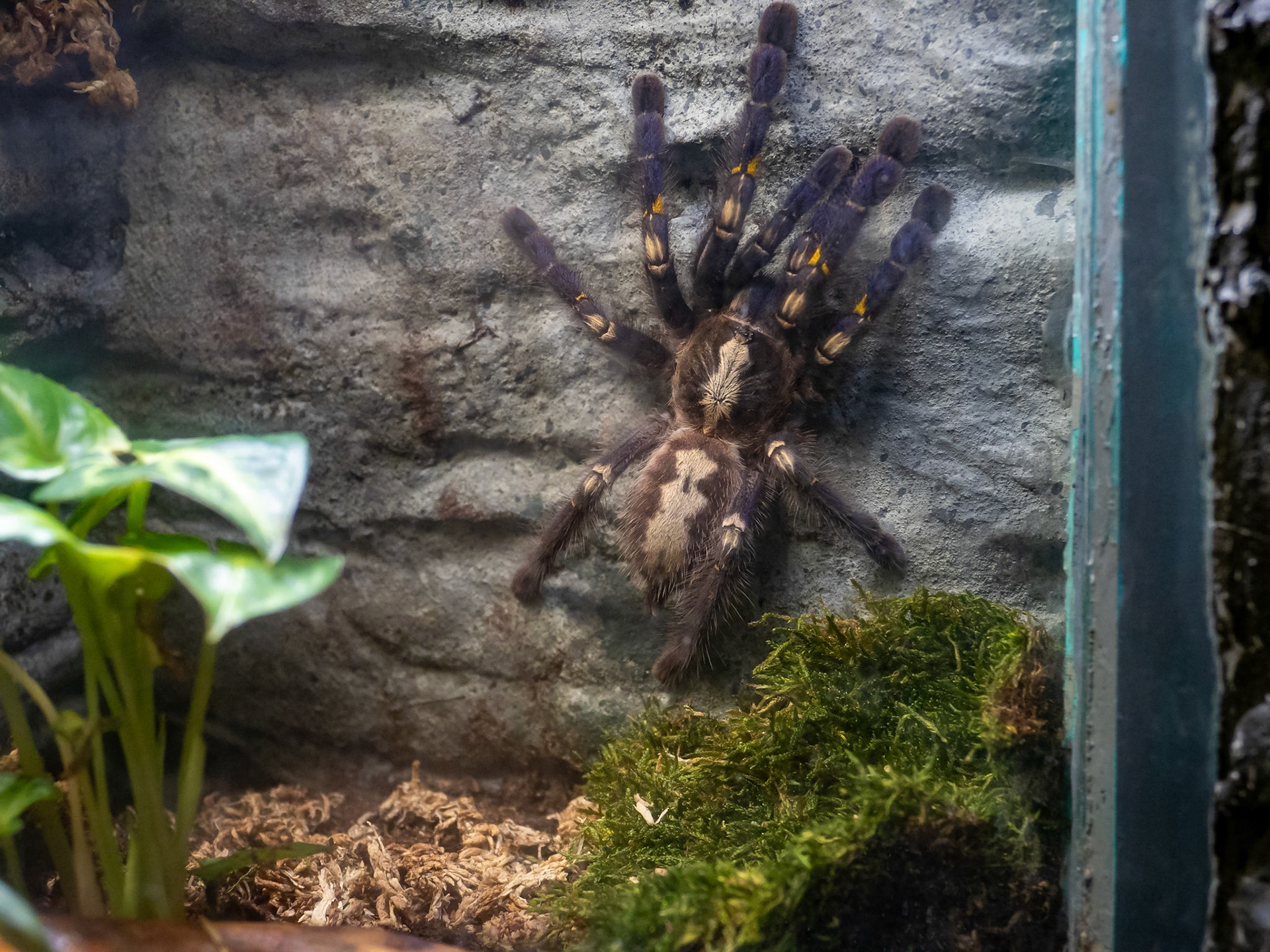 Tarantula