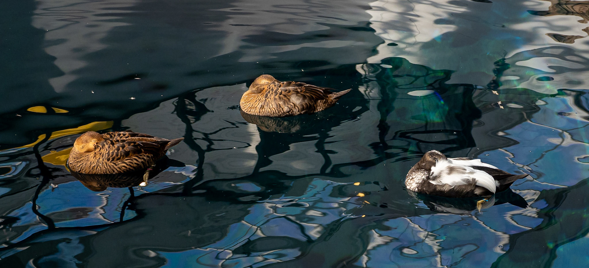 Male and female eider ducks