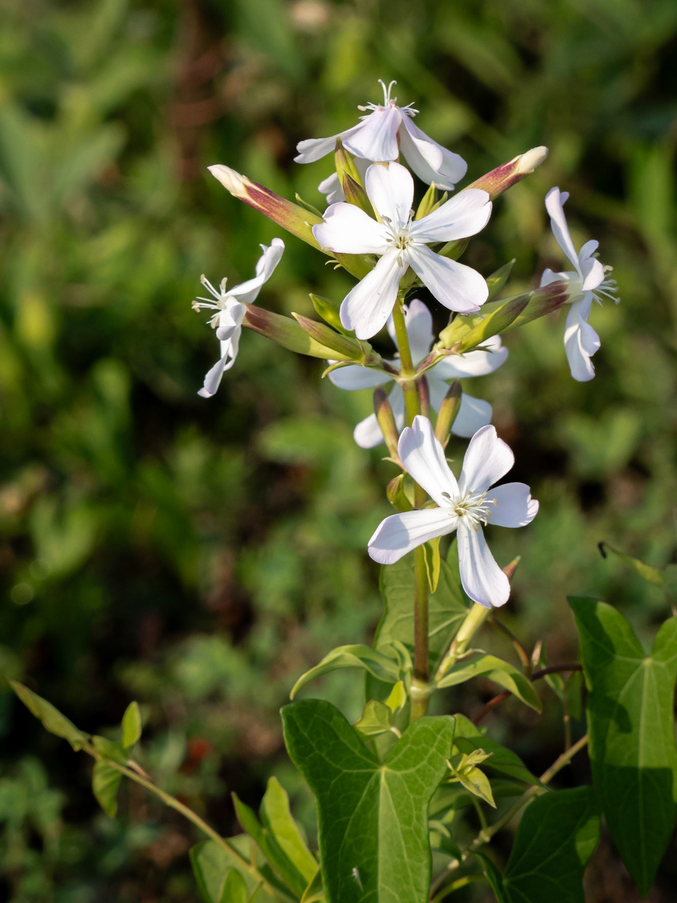 soapwort
