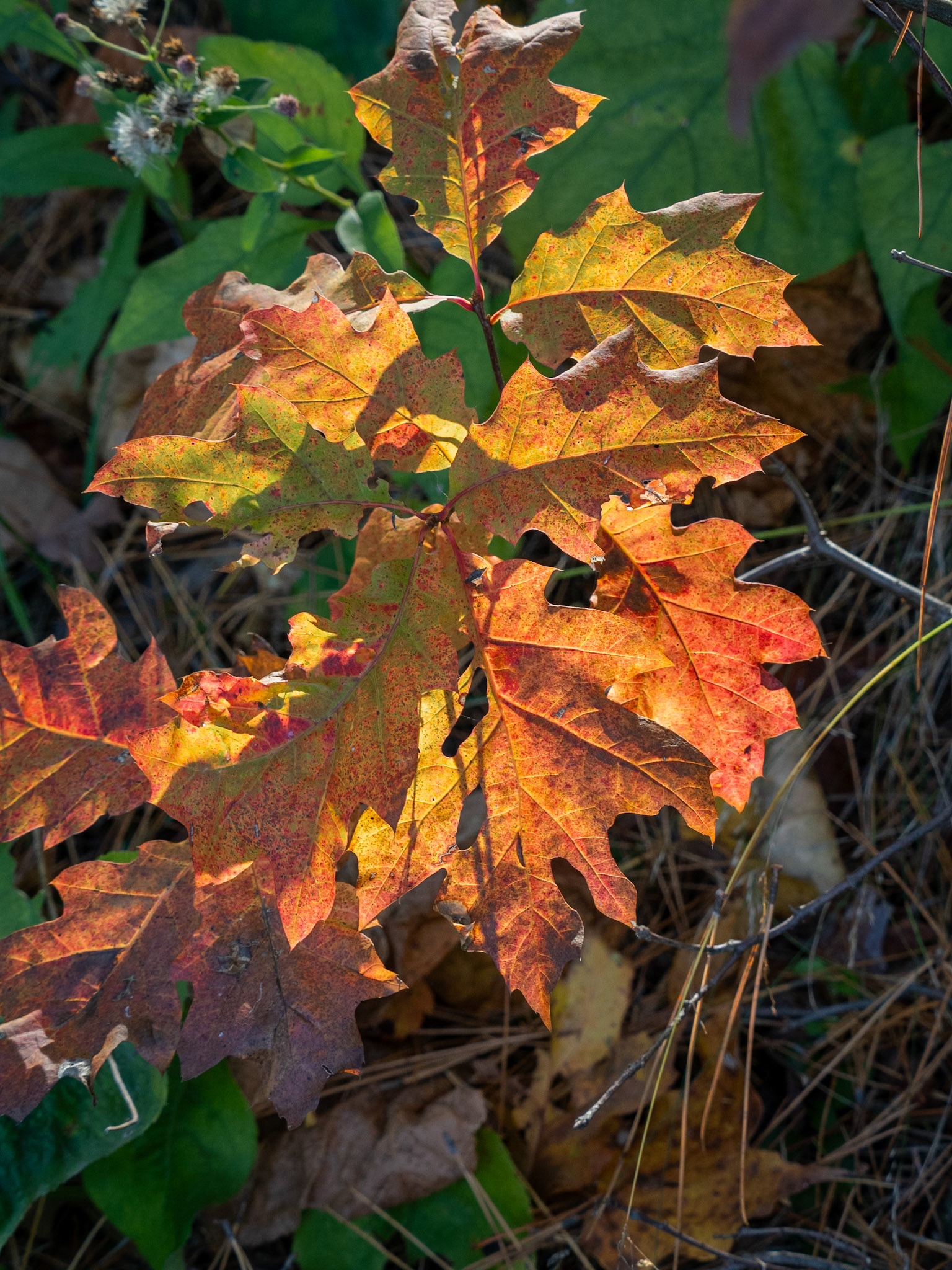 Red(?) oak