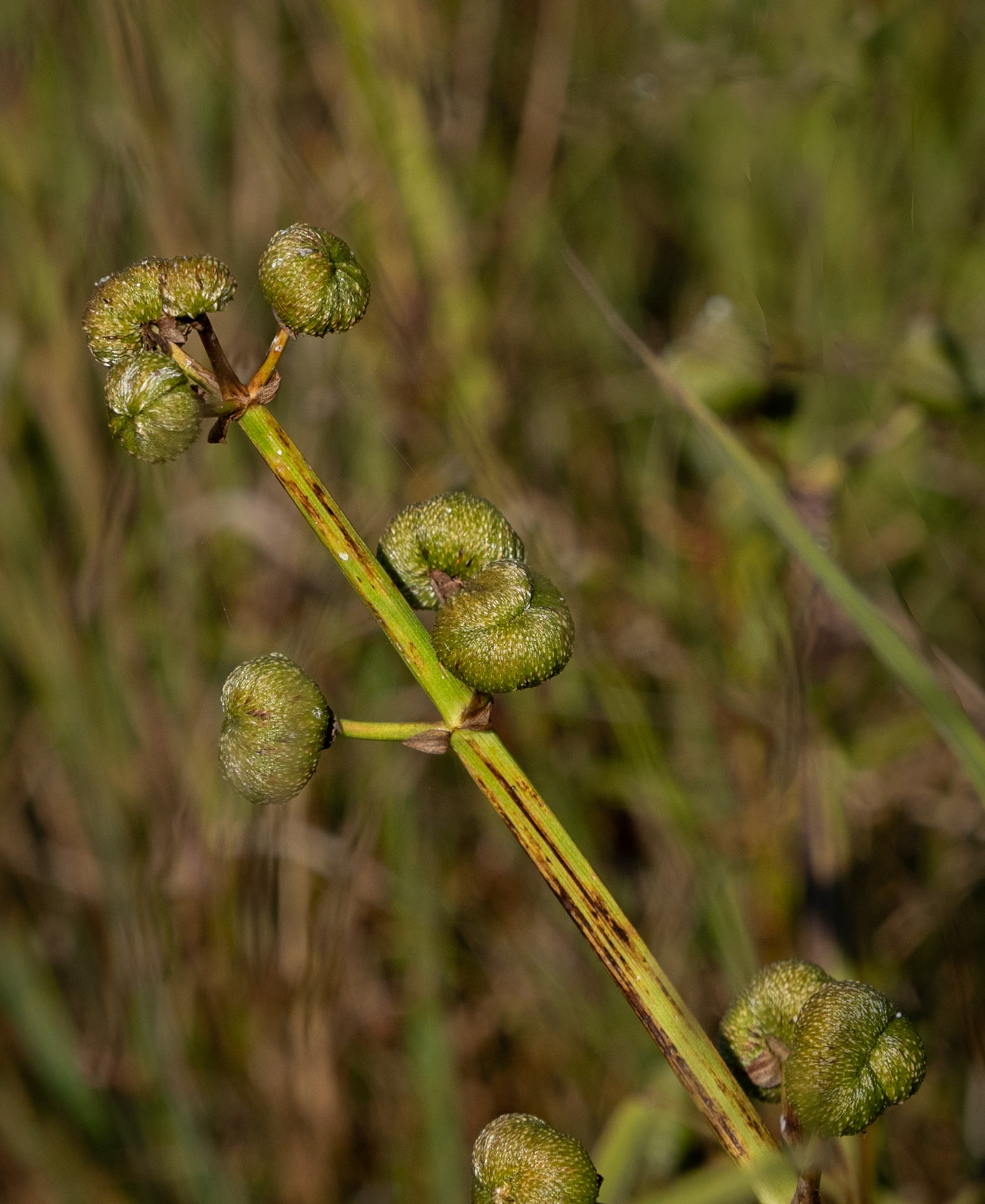 arrowhead plants