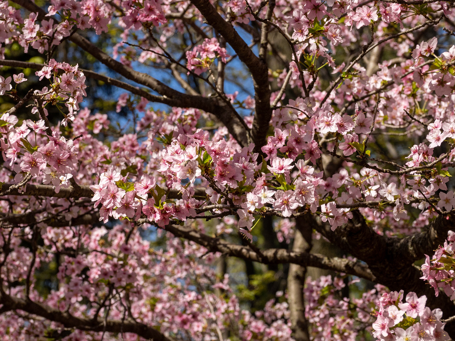 Crabapple