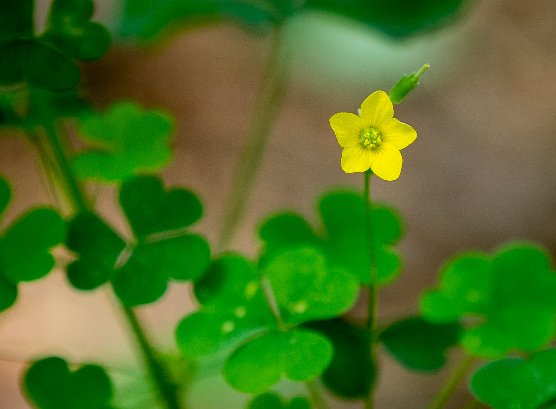 yellow clover