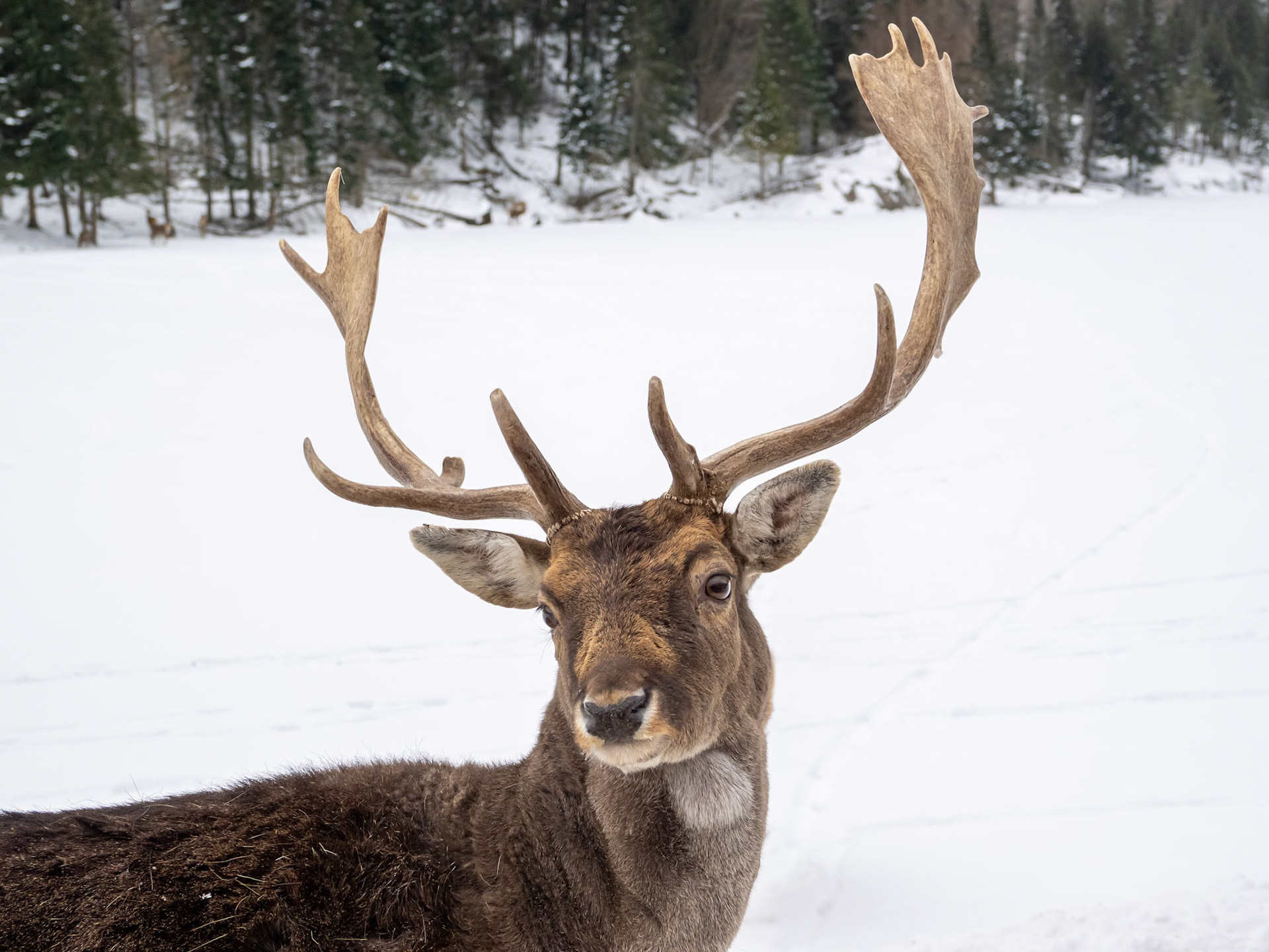 Fallow Deer