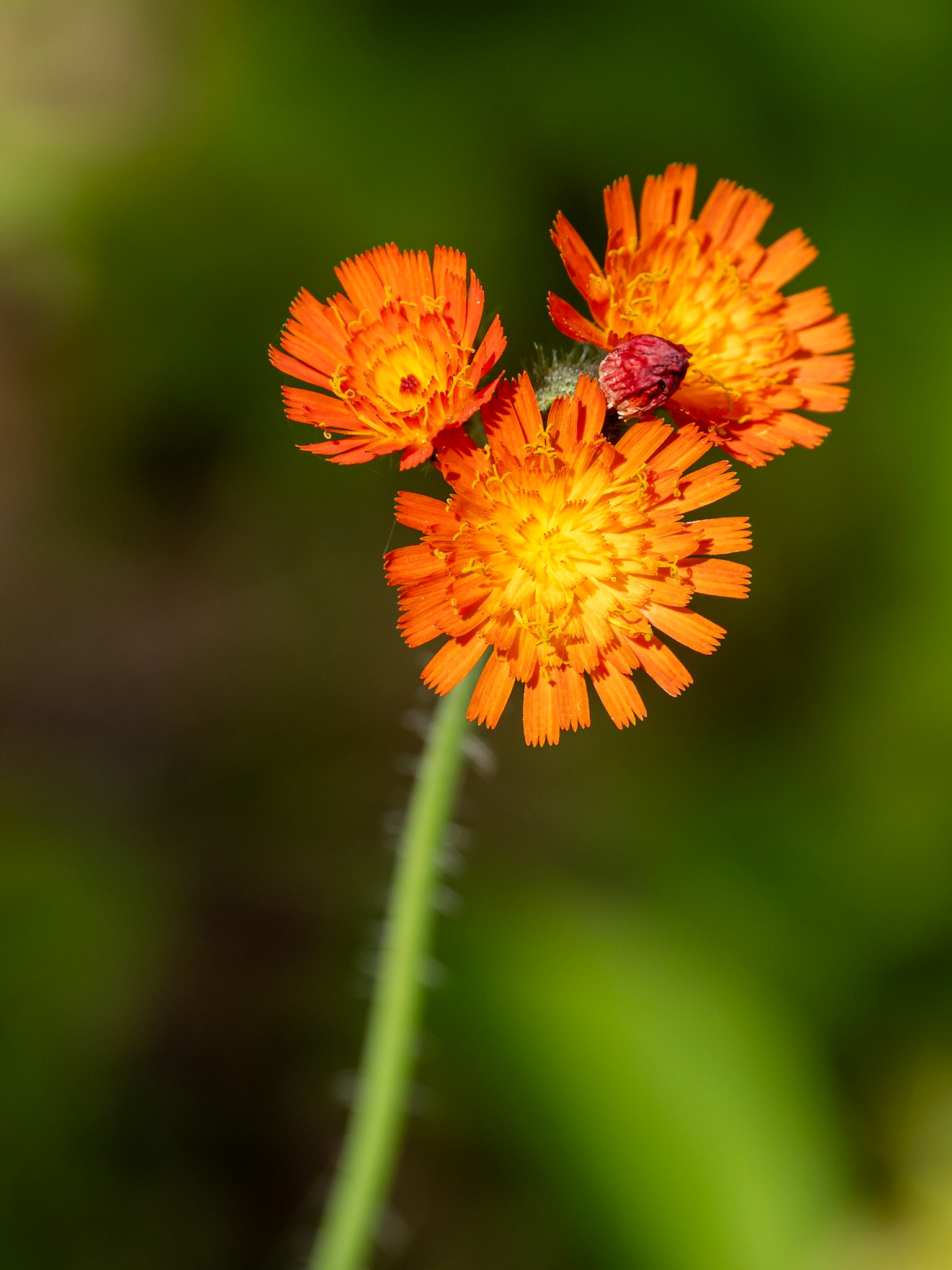 Hawkweed