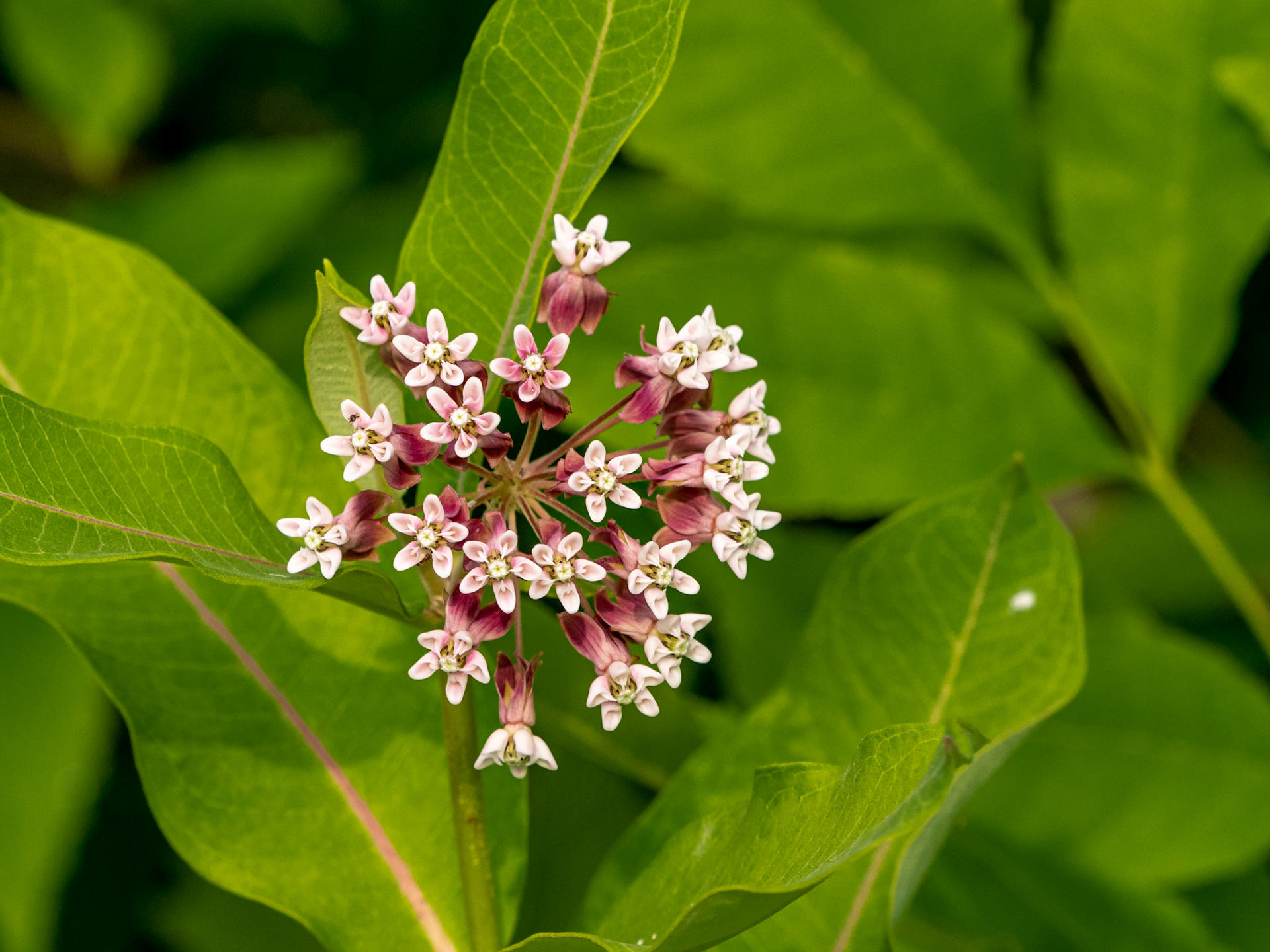 Milkweed