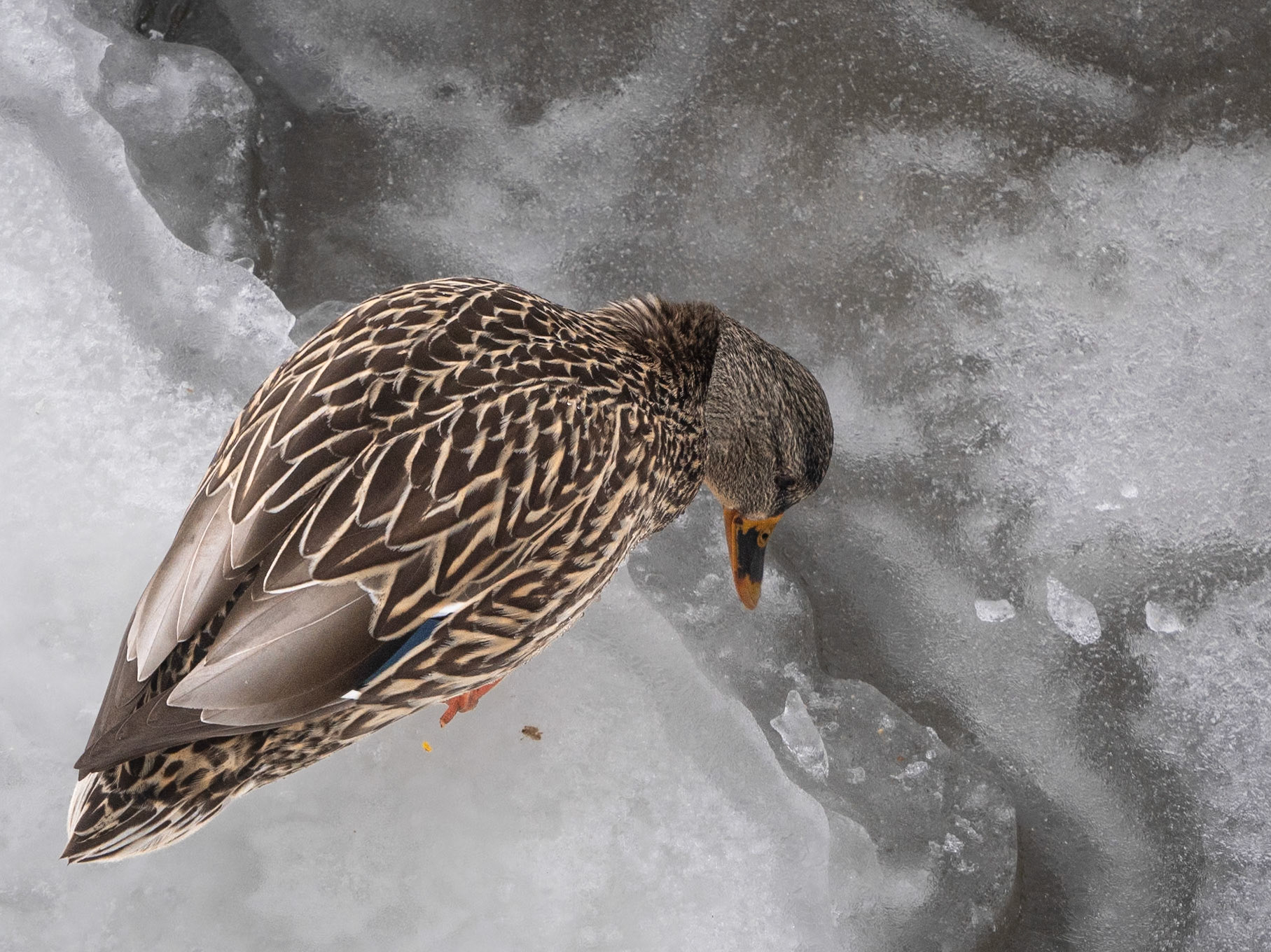 female mallard