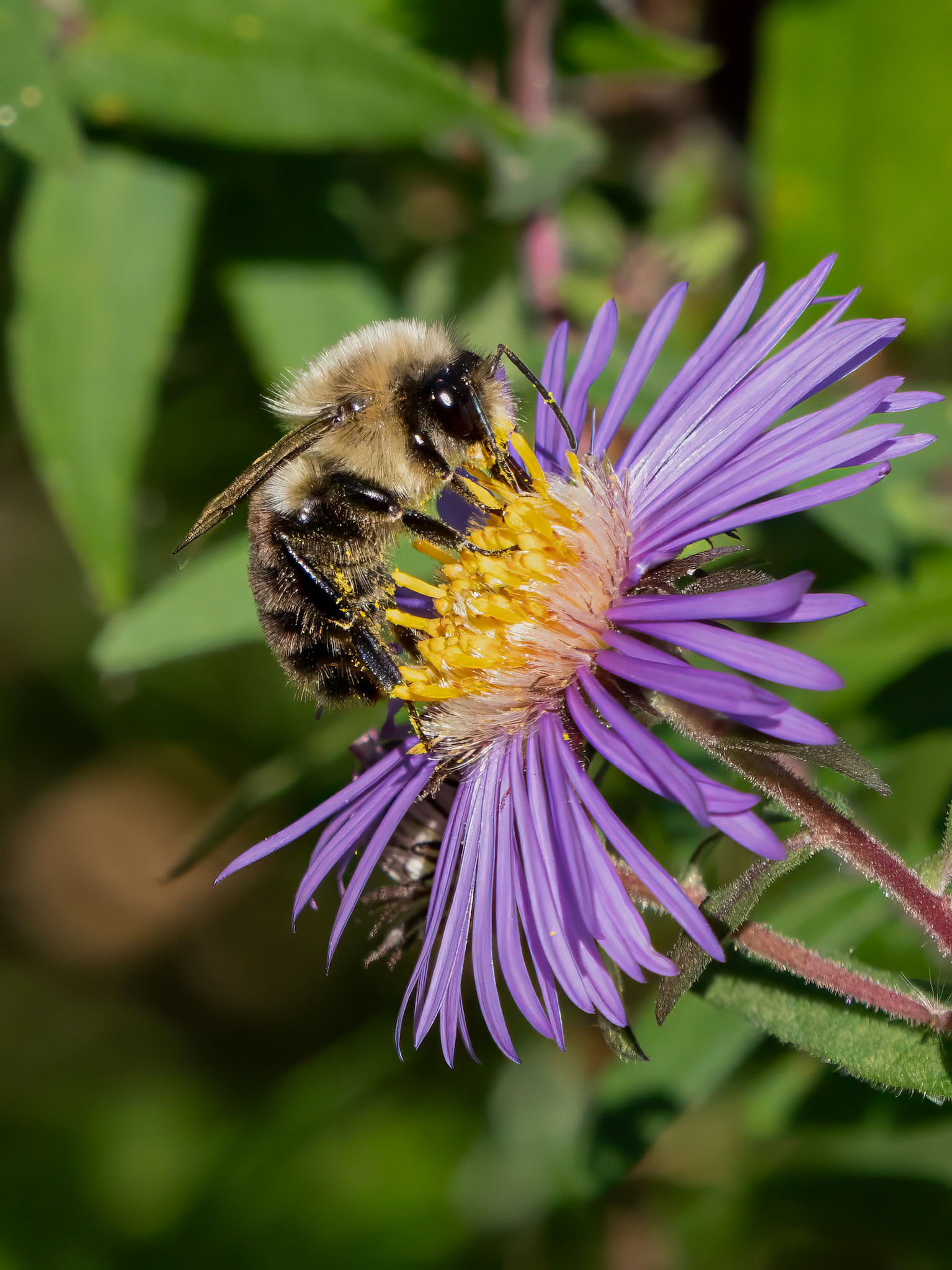 fall aster (and bee)