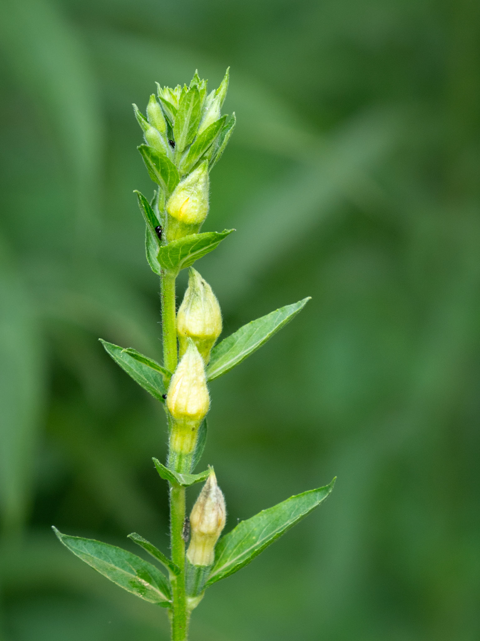 evening primrose