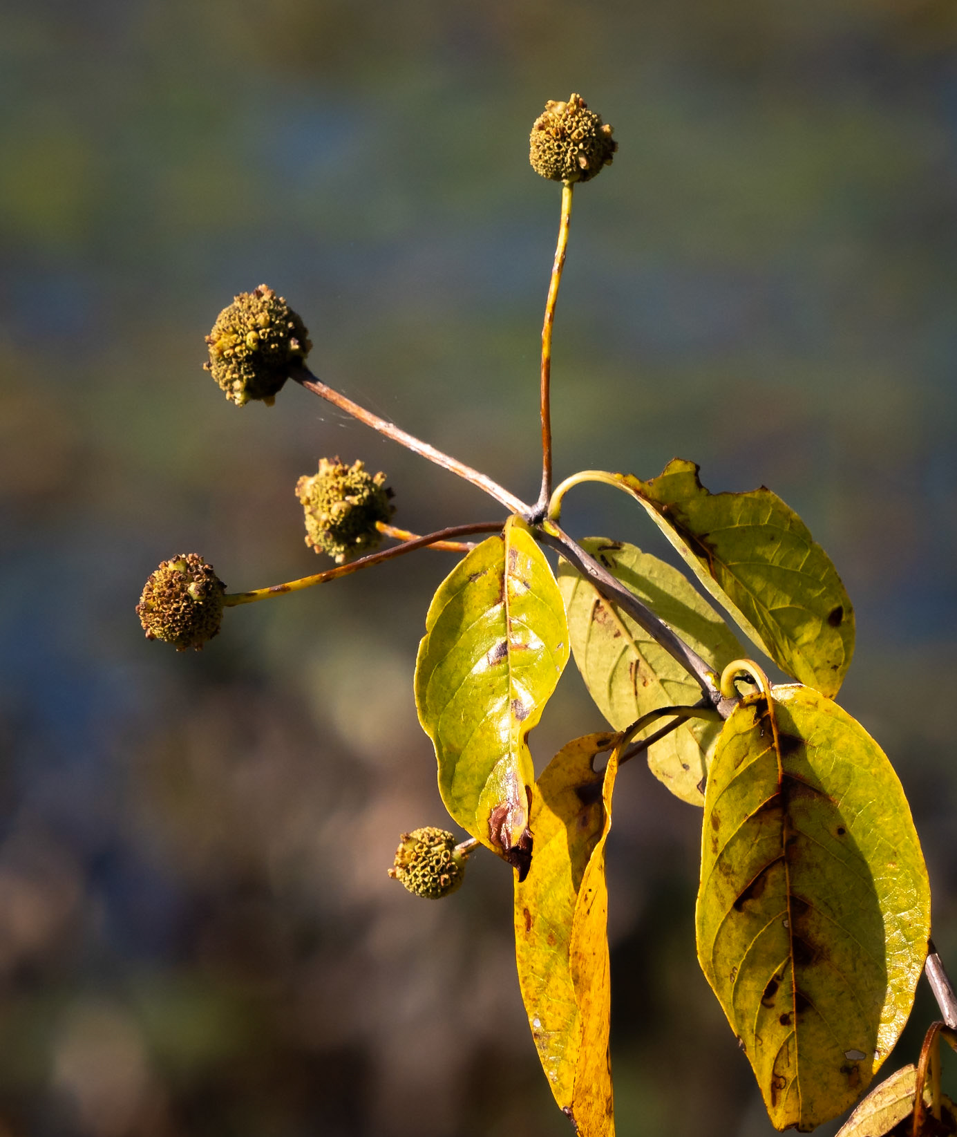 buttonbush