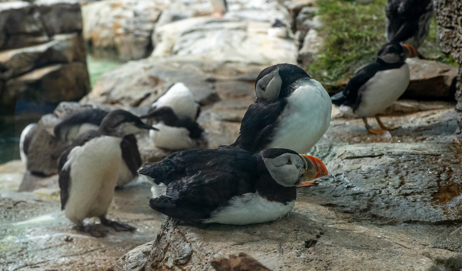 Puffin, murre