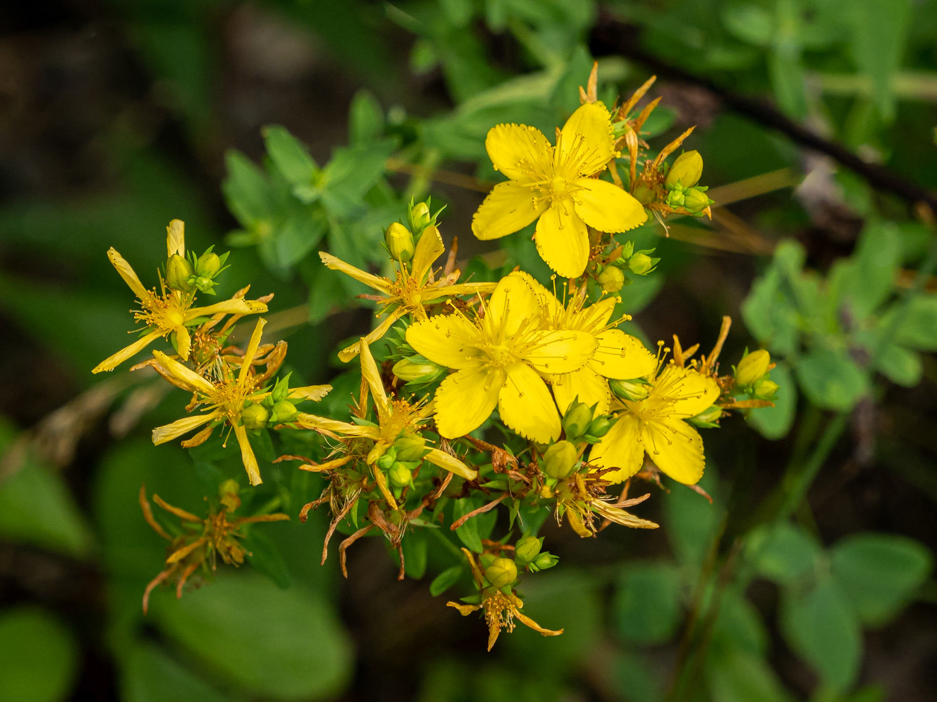 St John's wort