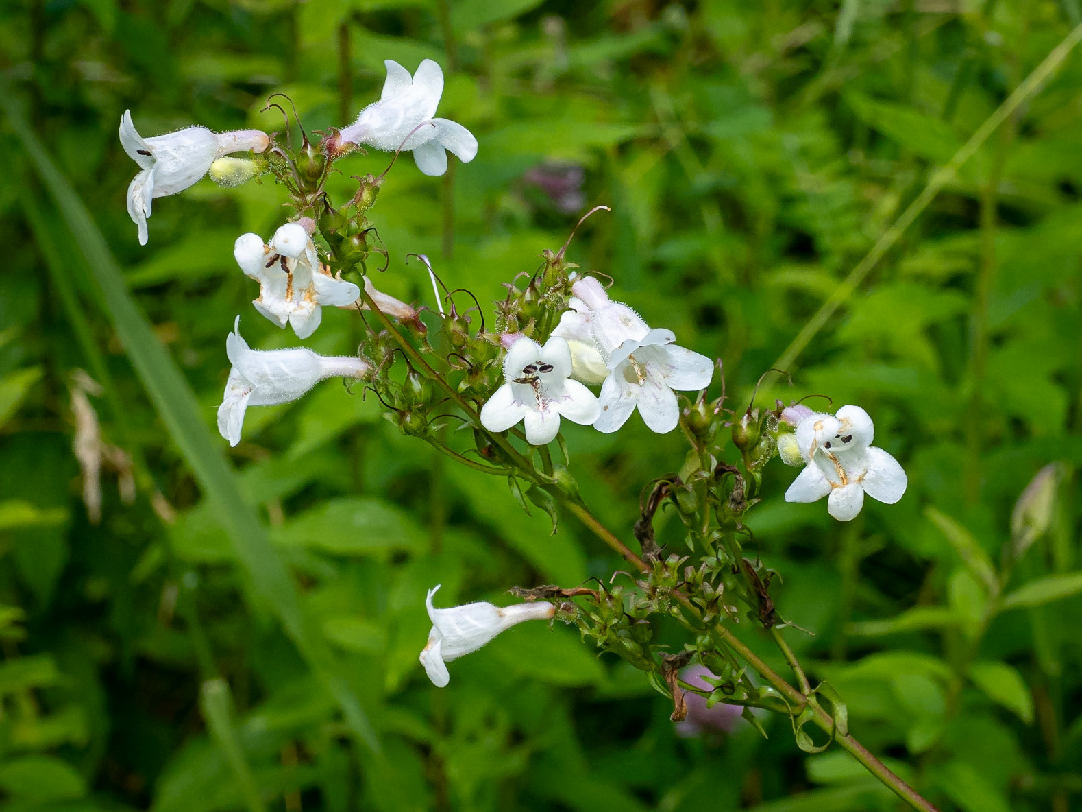Foxglove Beardtongue