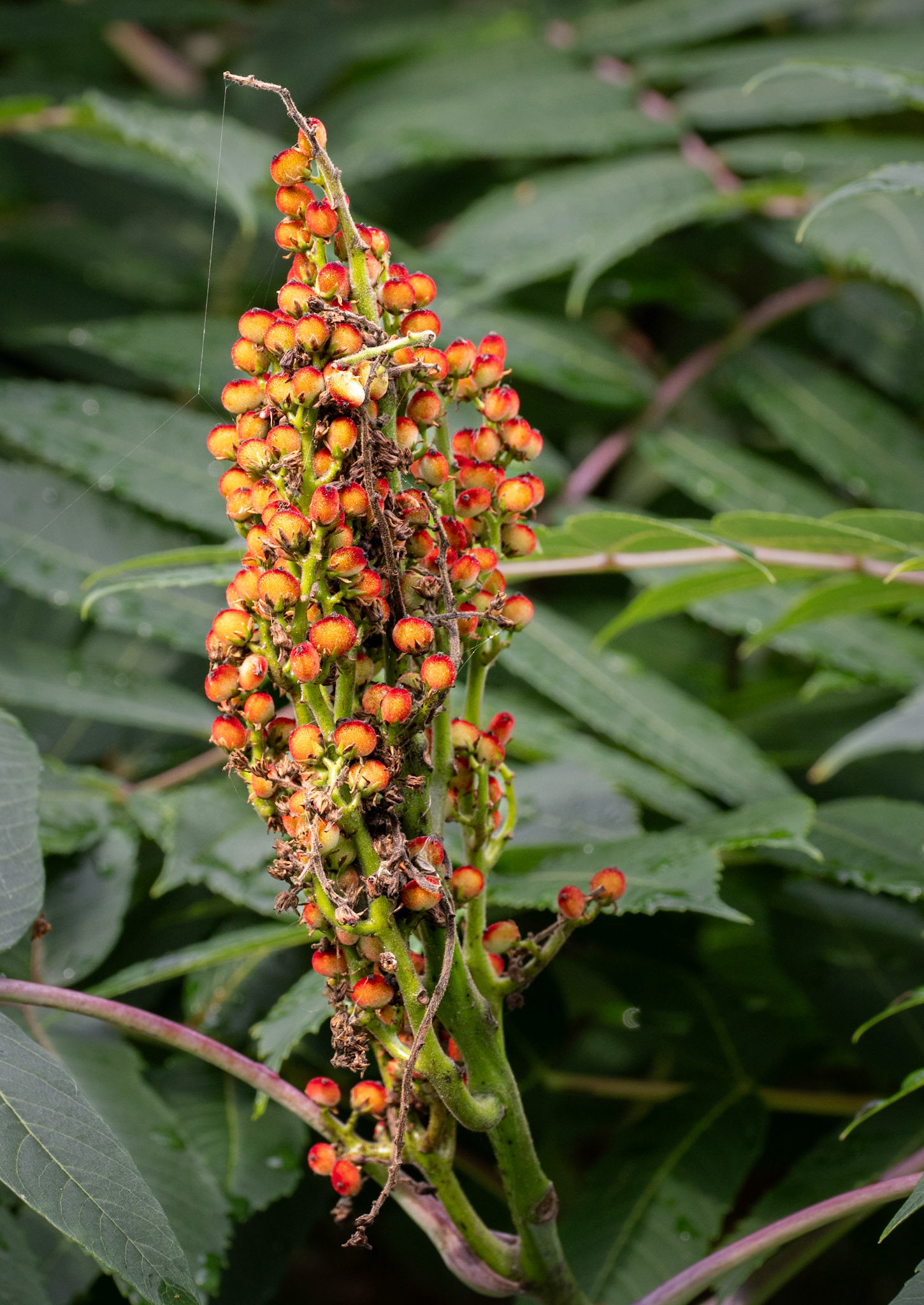 smooth sumac