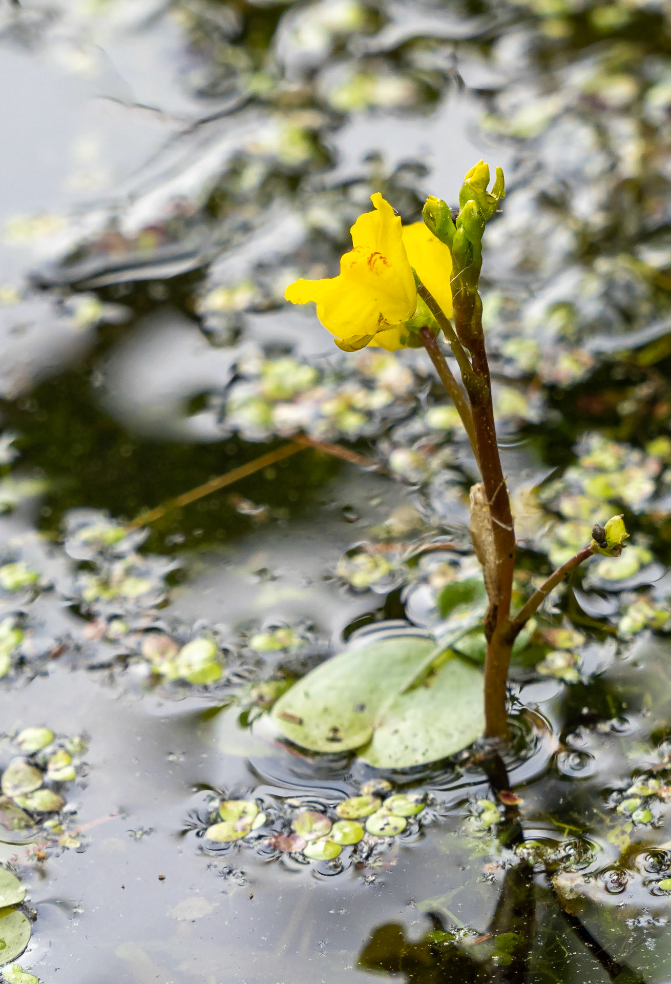 Bladderwort
