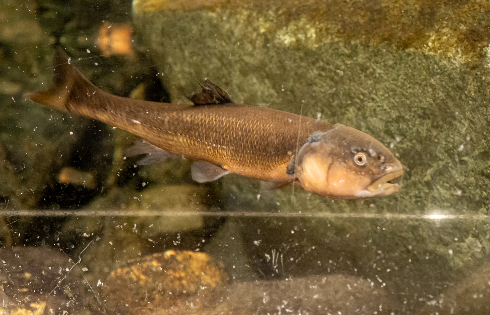 common shiner