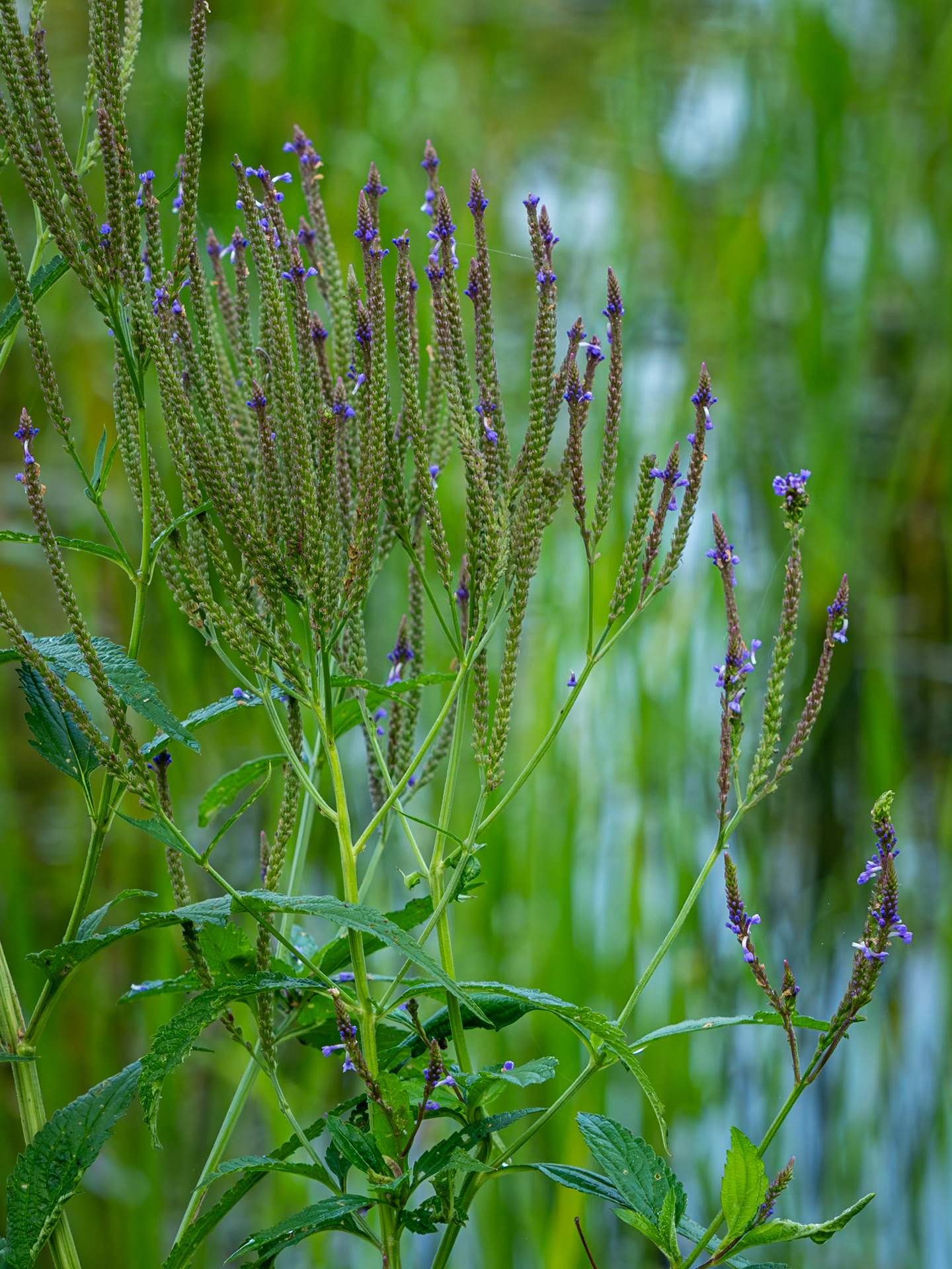 vervain