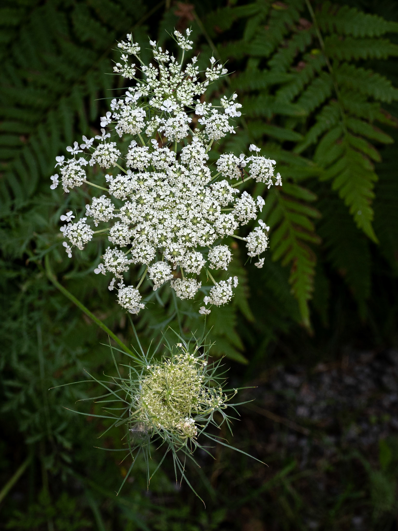Queen Anne's Lace