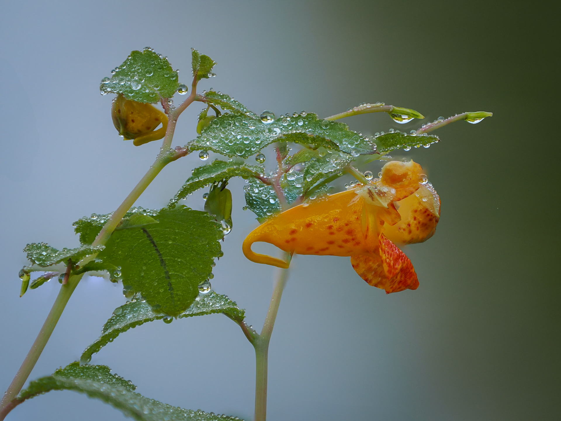 touch-me-not/impatiens/spotted jewelweed
