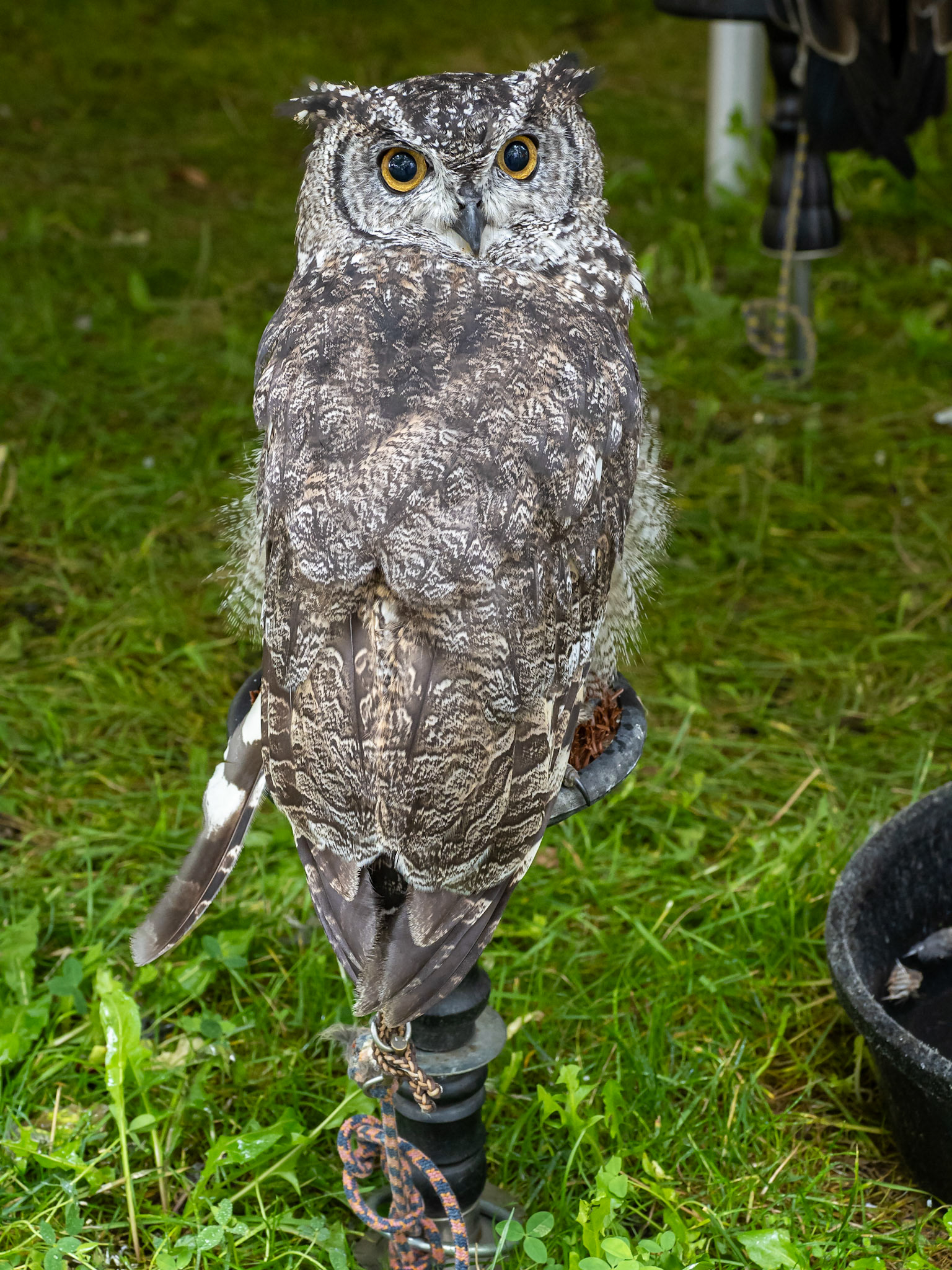 Spotted owl