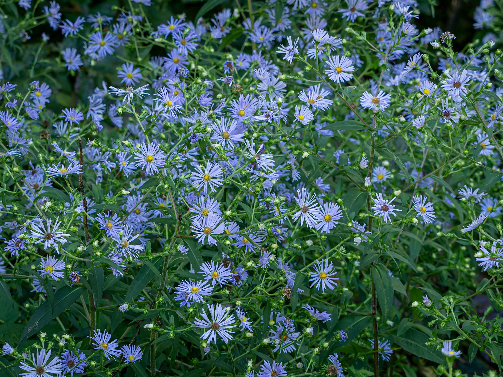 aster