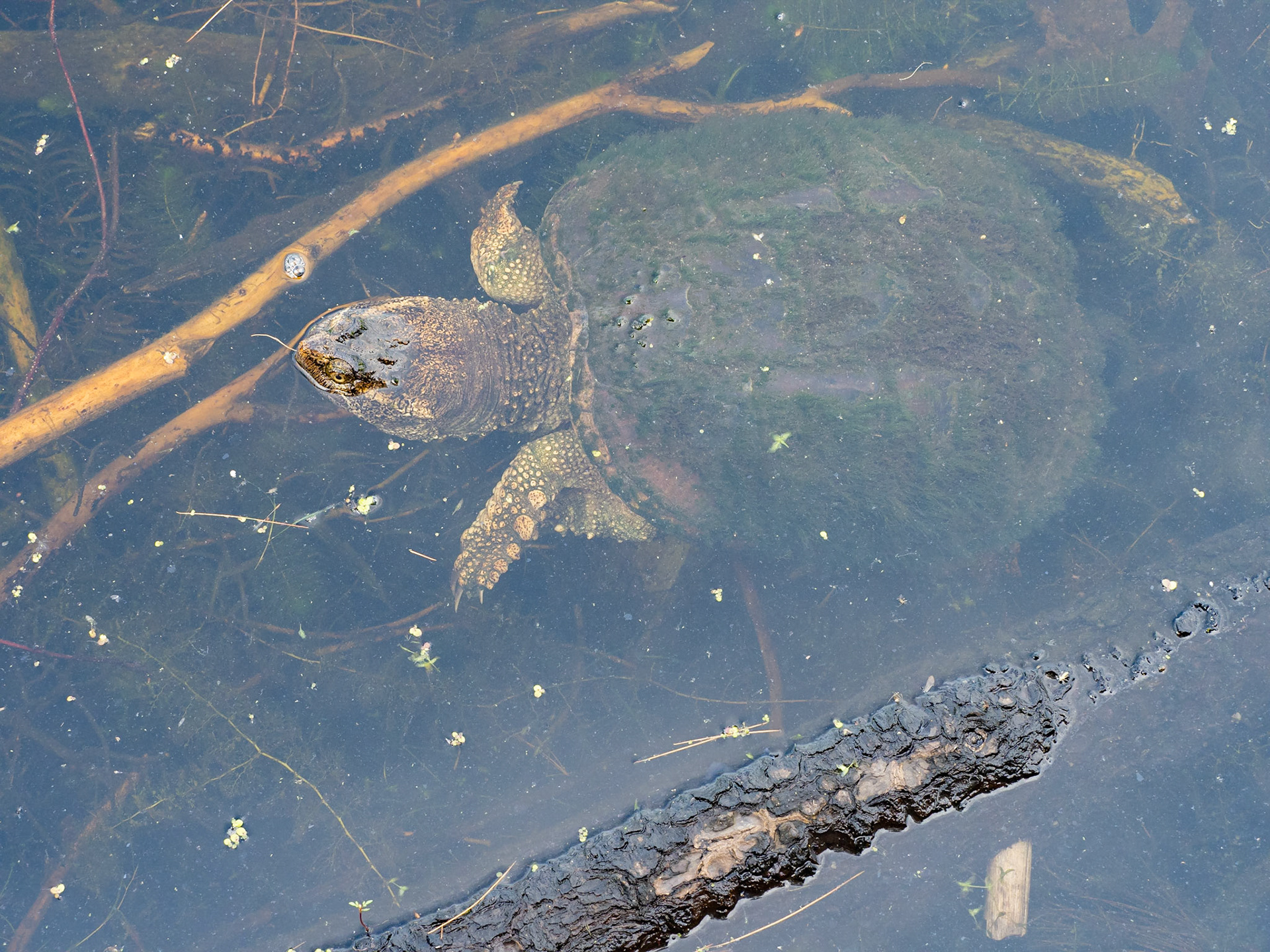 Snapping turtle