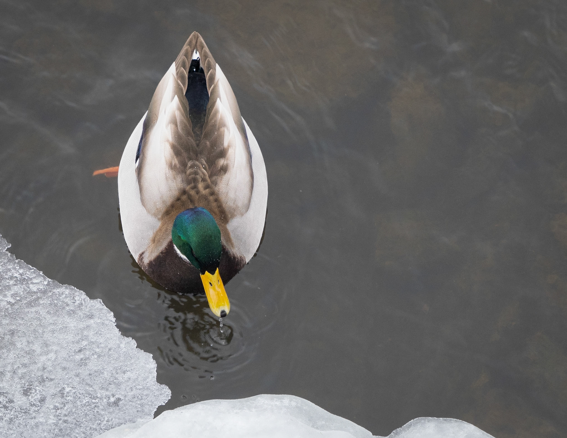 male mallard