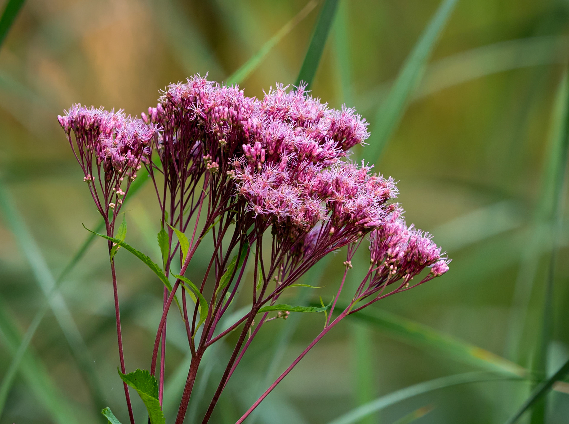 joe pye weed